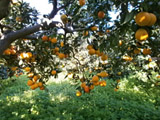 Le nostre arance