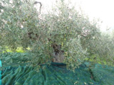 La raccolta delle olive